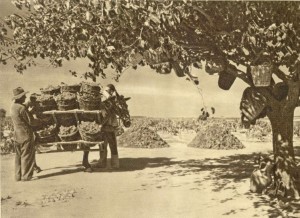 Vinatero en el campo