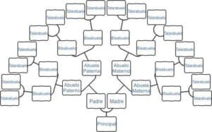 distribución en árbol