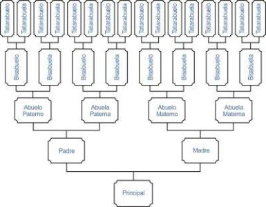 arbol genealogico de antepasados lineal vertical
