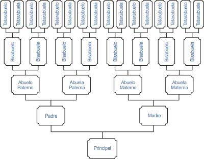 Árbol genealógico lineal vertical