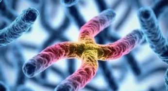 La fuerza de los genes (II)